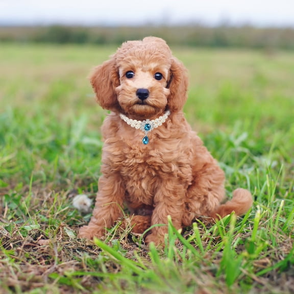 OUNONA Puppy Decor Necklace Collar Double Layer Design Luxury Style Metal Fashion Accessory