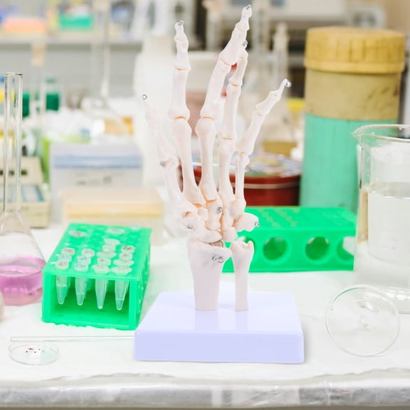 OUNONA White Human Hand Skeleton Model for Anatomy Study, Plastic Joint Teaching Tool for Students