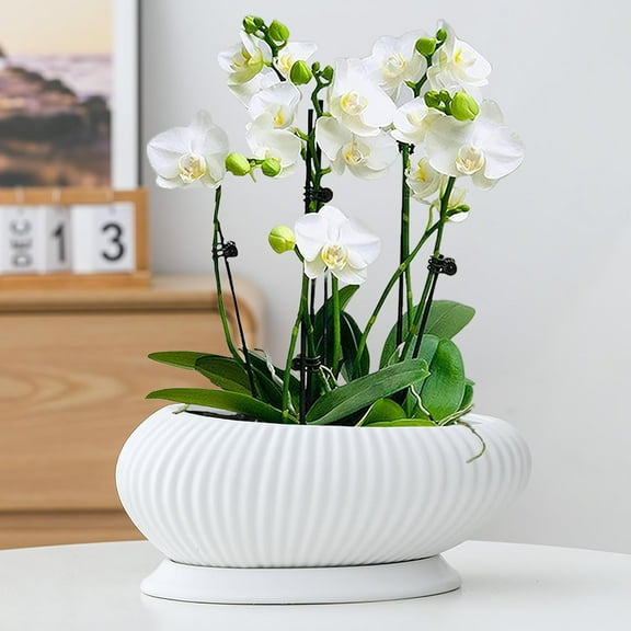 OXART 9.5 inch Ceramic Pots for Plants, Plant Pots Indoor with Drainage Hole and Saucer, Flower Pots for Indoor Plants, Large Planter for Succulent, Snake Plant and Pothos Home Office, White
