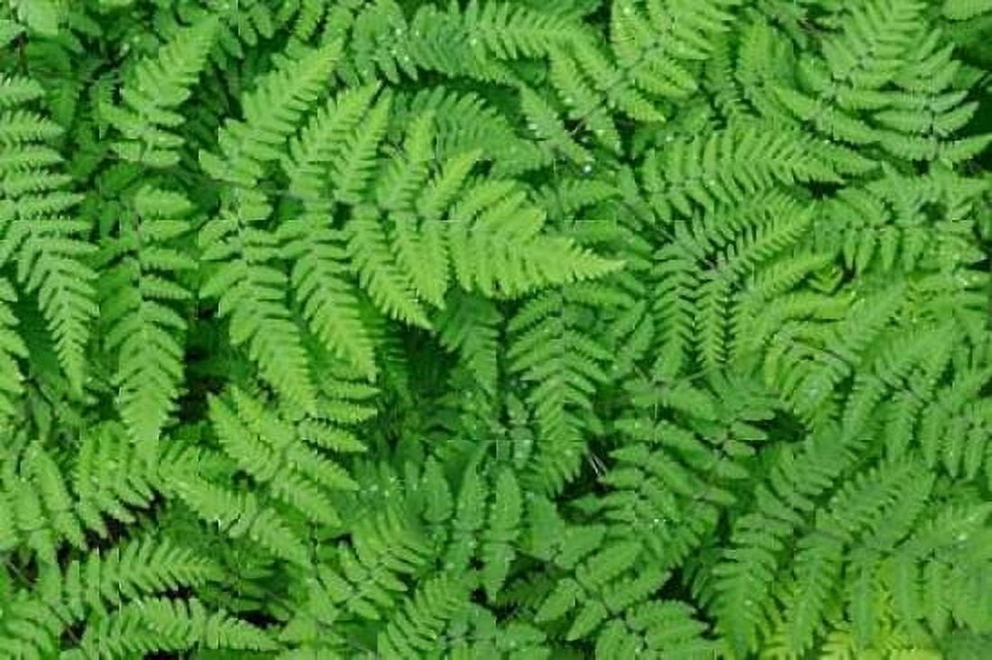 Oak Fern Canvas Art - Kathy Mahan (24 x 36)