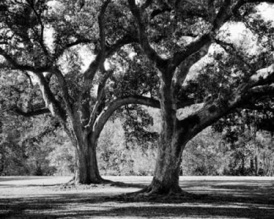 Oak Grove I Canvas Art - JeffBoyce MaiharaWatt (22 x 28)