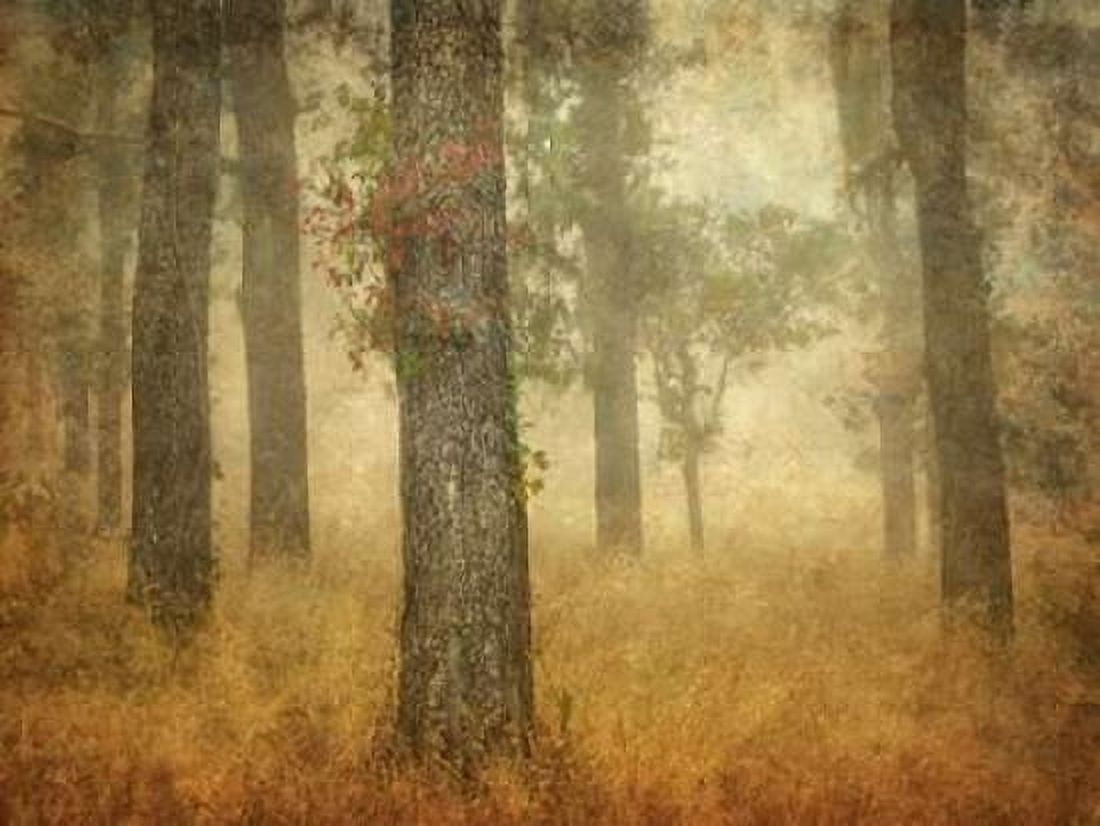 Oak Grove in Fog Canvas Art - William Guion (18 x 24)