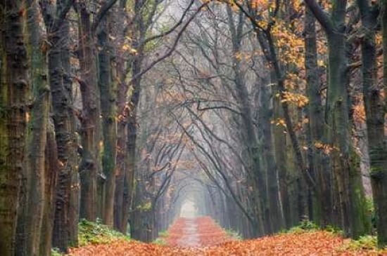 Oak Lane Canvas Art - Cora Niele (24 x 36)