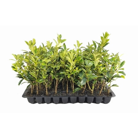 Oak Leaf Holly | Ilex Conaf | 10 Live Trees | Formal Upright Privacy Screen Plant