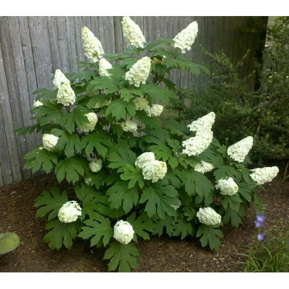 Oak Leaf Hydrangea Live Plant 7-12" Tall in 4" Pot - White Hydrangea Flower Plant - Oakleaf Hydrangea Shrub/ Tree Perennial - Ornamental Tree Outdoor Garden