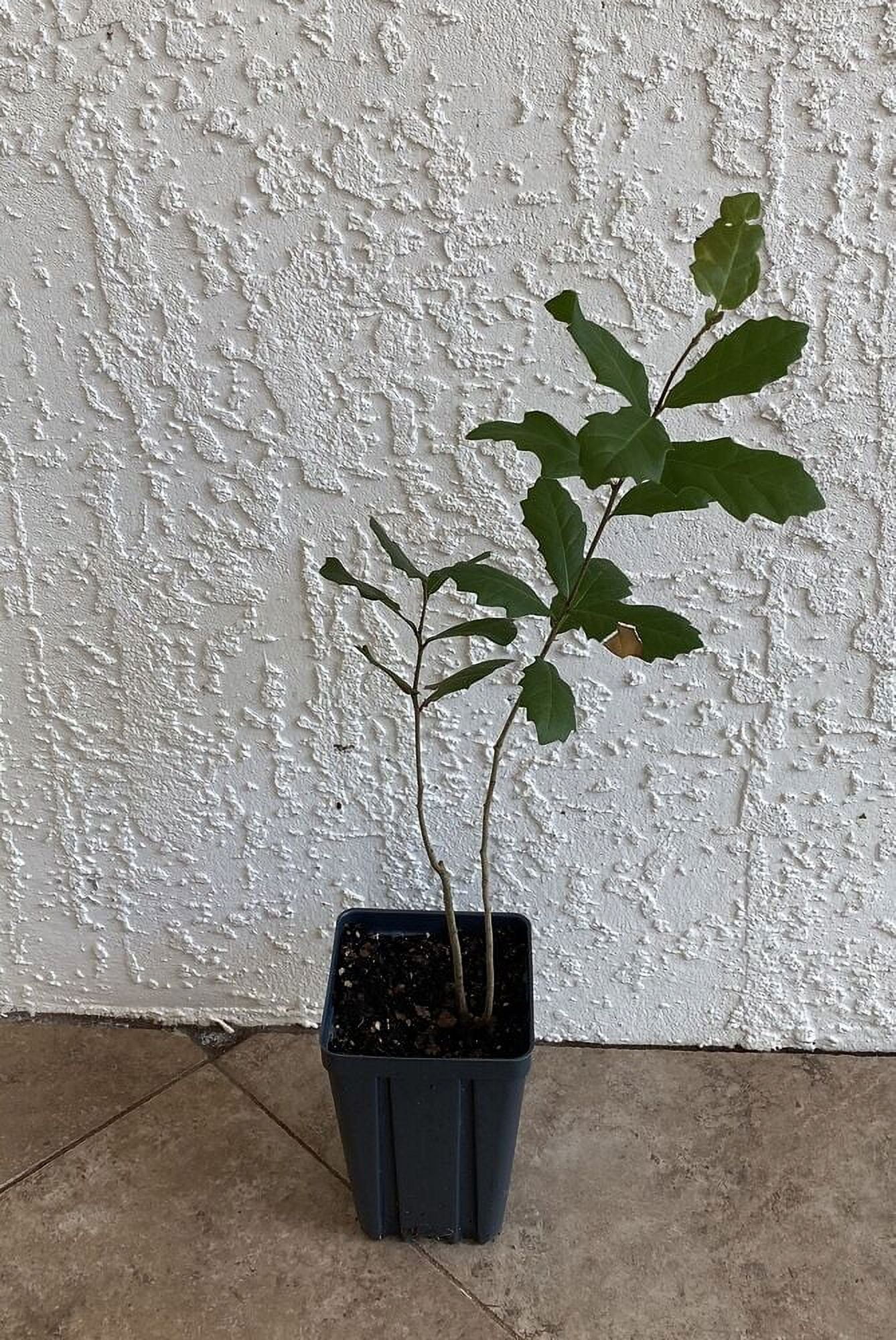 Oak Plant Quercus Virginiana (Live Oak)