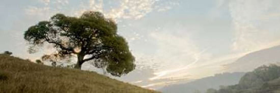 Oak Tree - 10 Pano Canvas Art - Alan Blaustein (8 x 24)