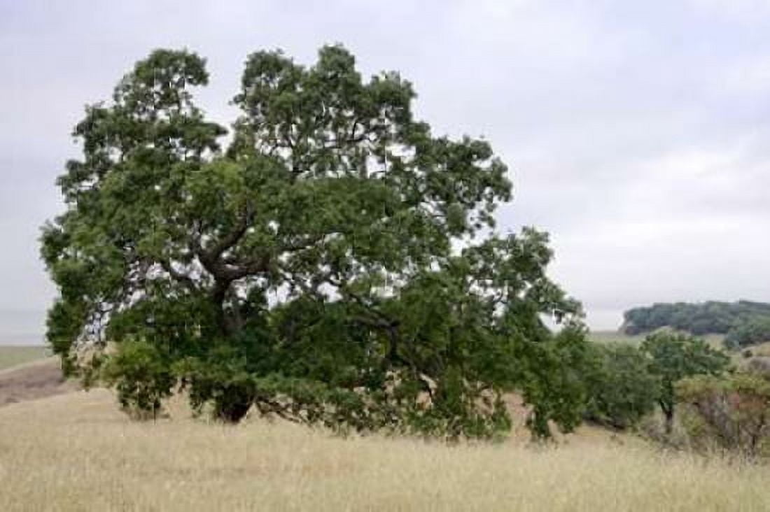 Oak Tree - 107 Canvas Art - Alan Blaustein (12 x 18)