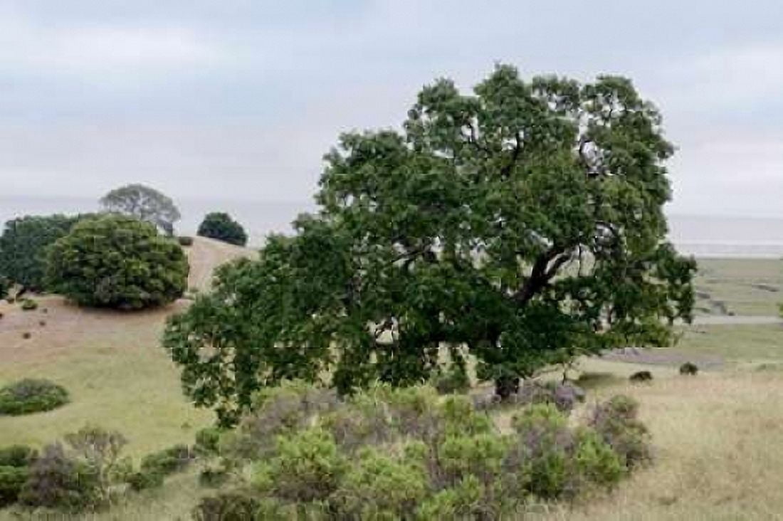 Oak Tree - 108 Canvas Art - Alan Blaustein (24 x 36)