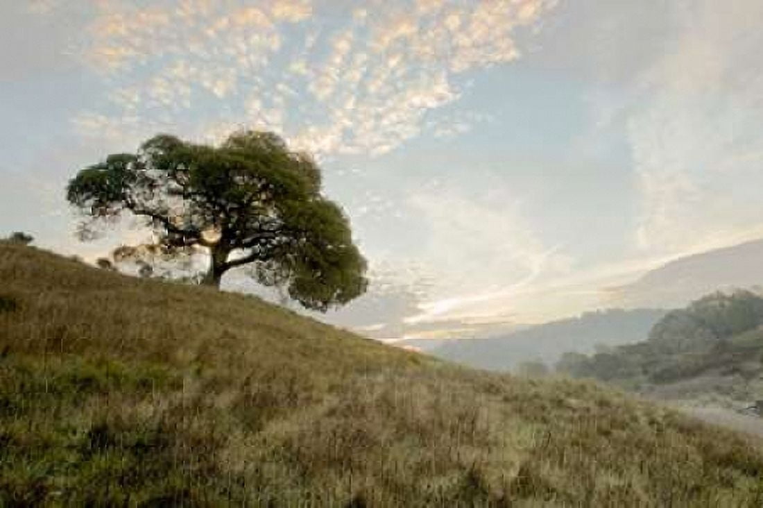 Oak Tree - 11 Canvas Art - Alan Blaustein (12 x 18)