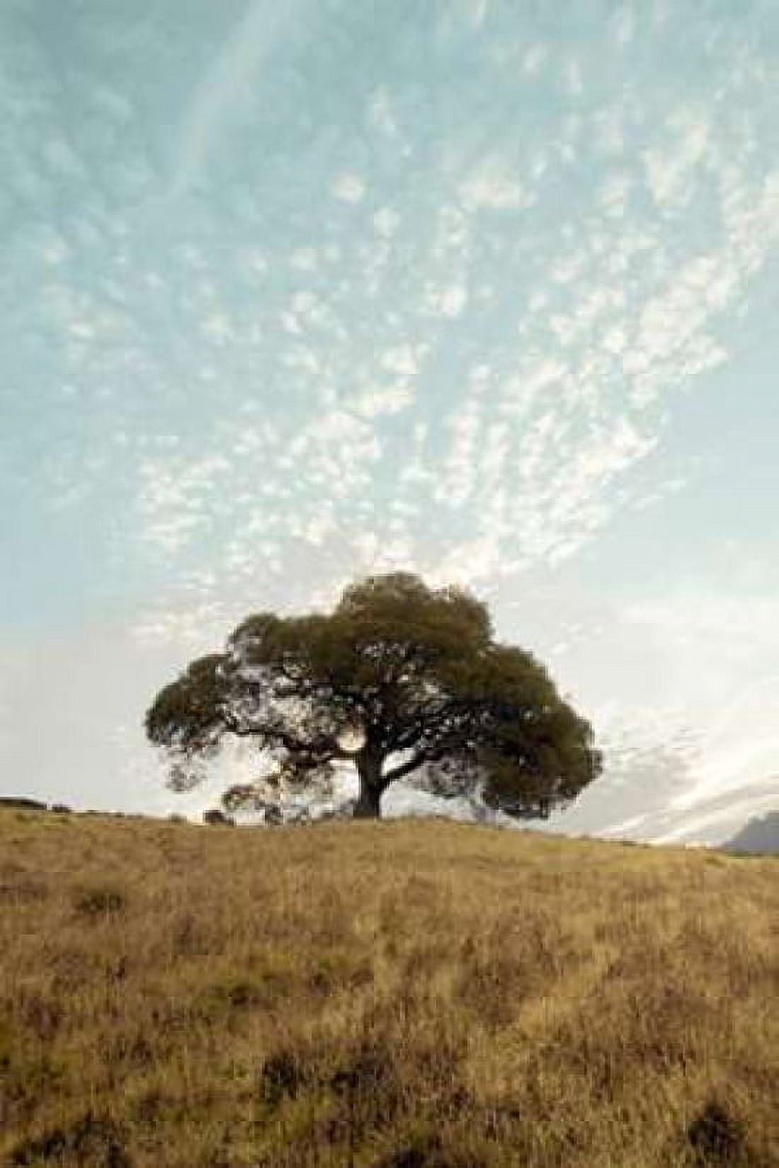 Oak Tree - 12 Canvas Art - Alan Blaustein (24 x 36)