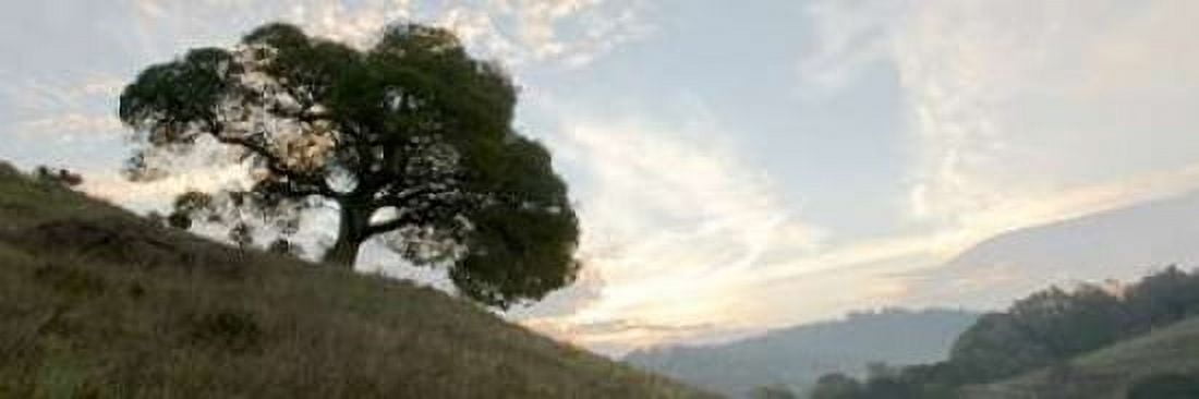 Oak Tree - 13 Canvas Art - Alan Blaustein (12 x 36)