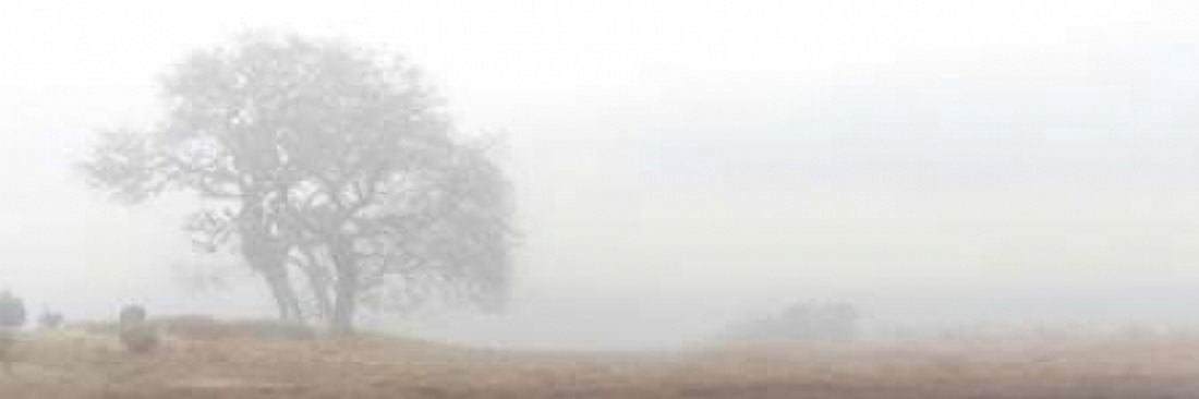 Oak Tree - 14 Canvas Art - Alan Blaustein (8 x 24)