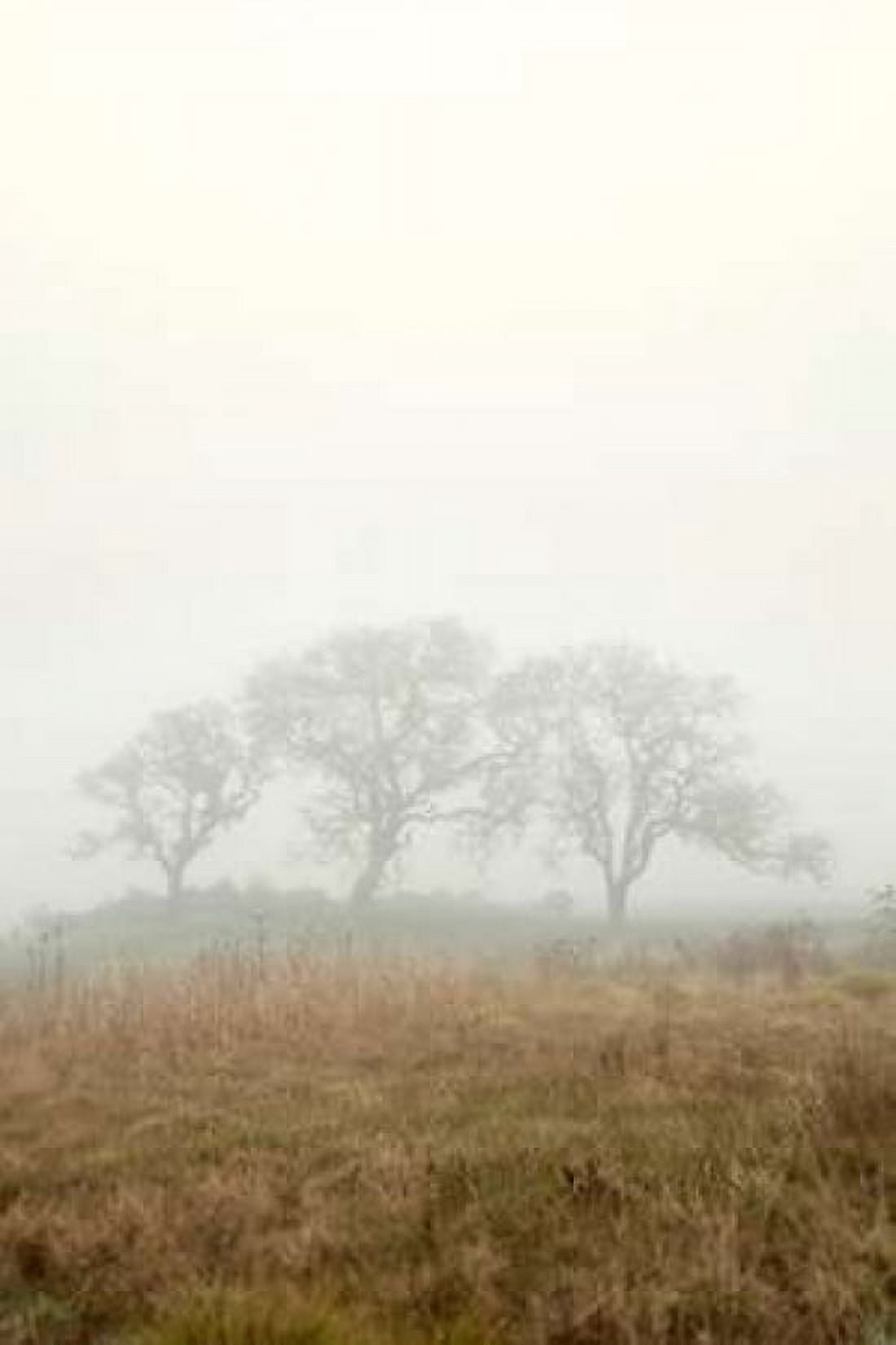 Oak Tree - 17 Canvas Art - Alan Blaustein (24 x 36)