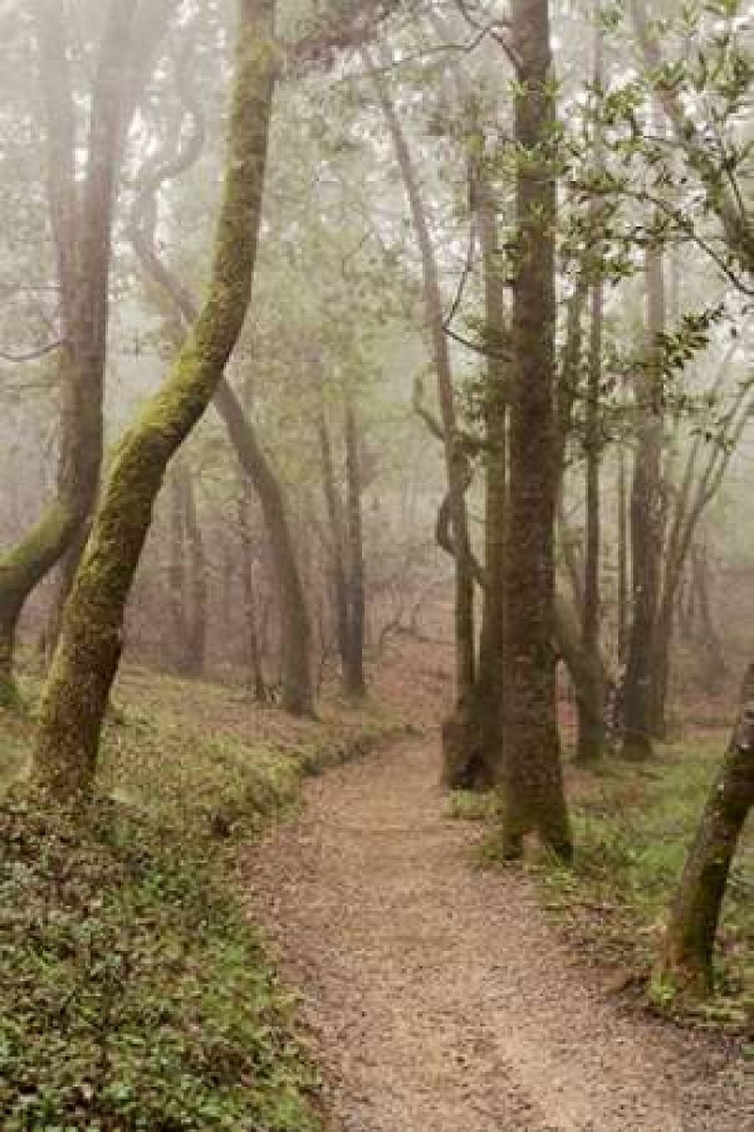 Oak Tree - 22 Canvas Art - Alan Blaustein (24 x 36)