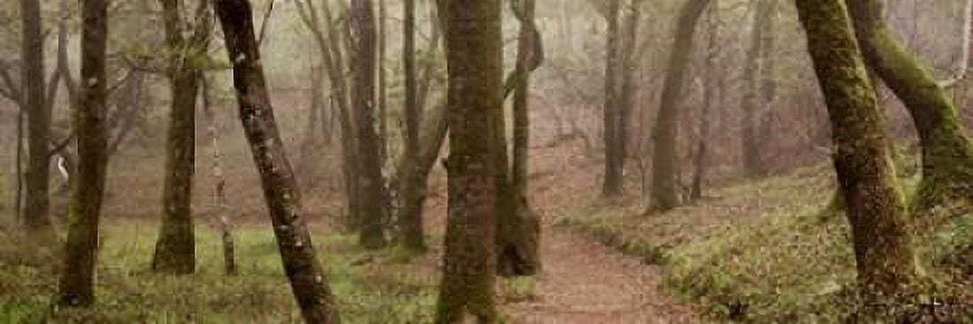 Oak Tree - 23 Canvas Art - Alan Blaustein (12 x 36)