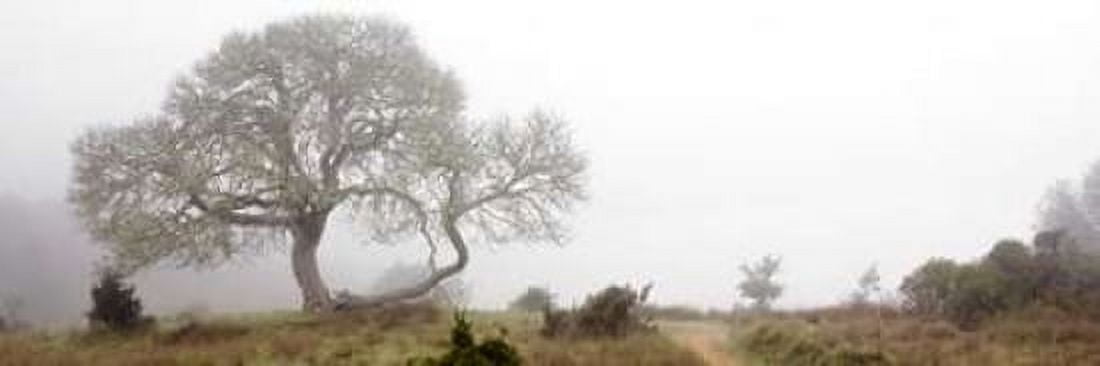 Oak Tree - 24 Canvas Art - Alan Blaustein (8 x 24)
