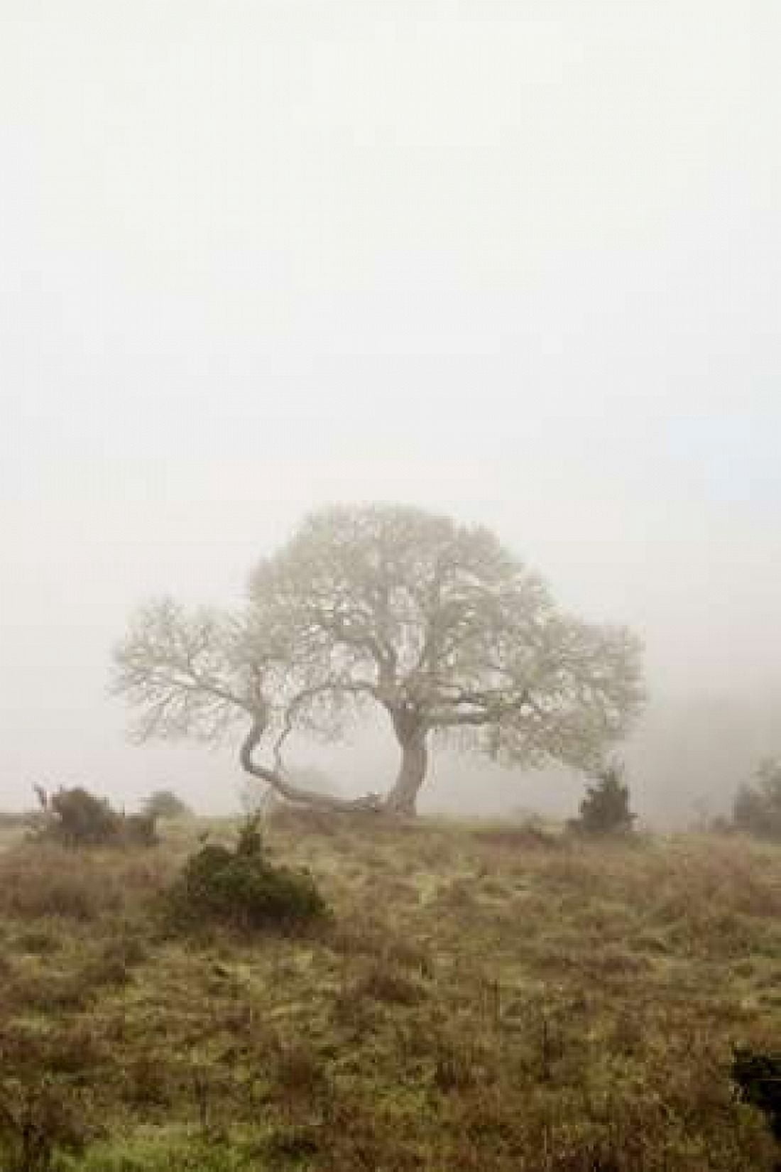 Oak Tree - 26 Canvas Art - Alan Blaustein (24 x 36)