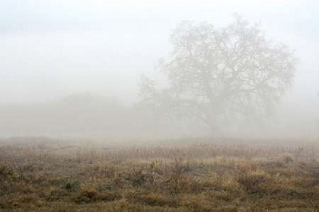 Oak Tree - 28 Canvas Art - Alan Blaustein (24 x 36)