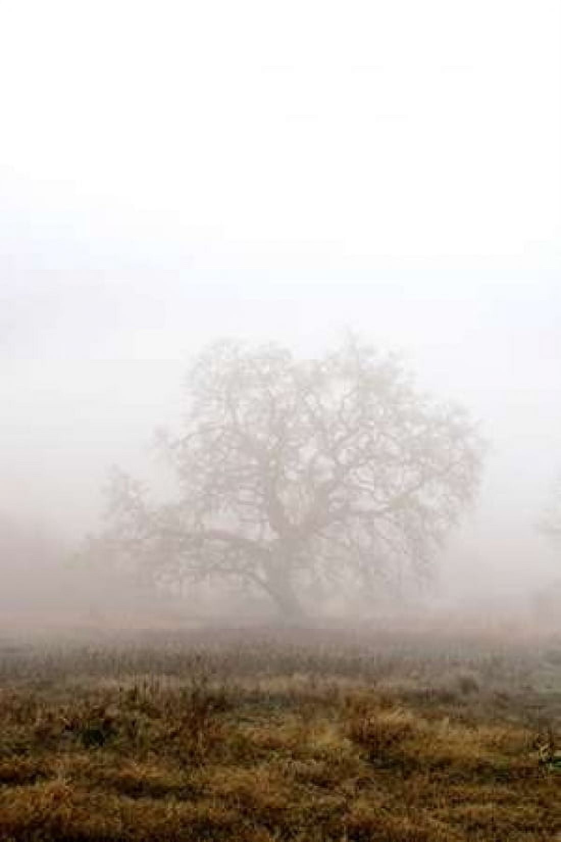 Oak Tree - 29 Canvas Art - Alan Blaustein (24 x 36)