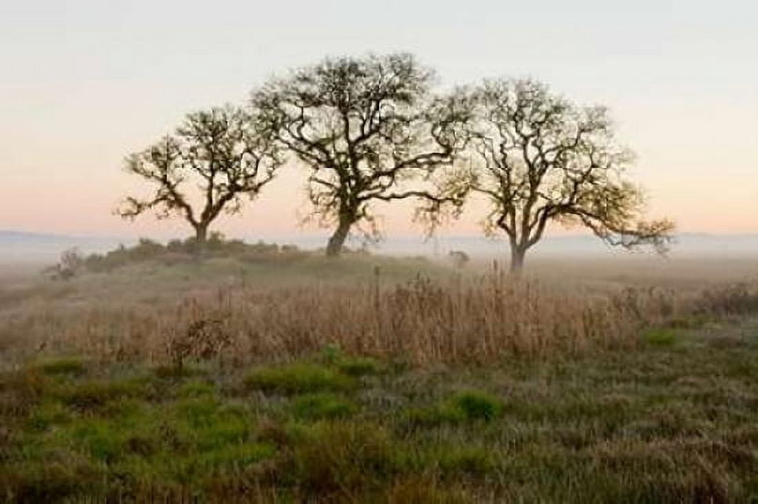 Oak Tree - 31 Canvas Art - Alan Blaustein (24 x 36)