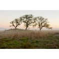 thumbnail image 1 of Oak Tree - 31 Poster Print by Alan Blaustein (24 x 36), 1 of 1