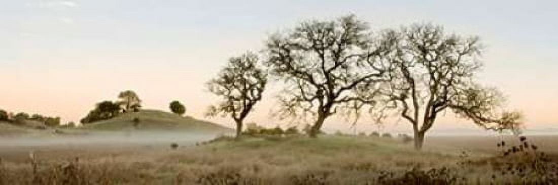 Oak Tree - 32 Canvas Art - Alan Blaustein (8 x 24)