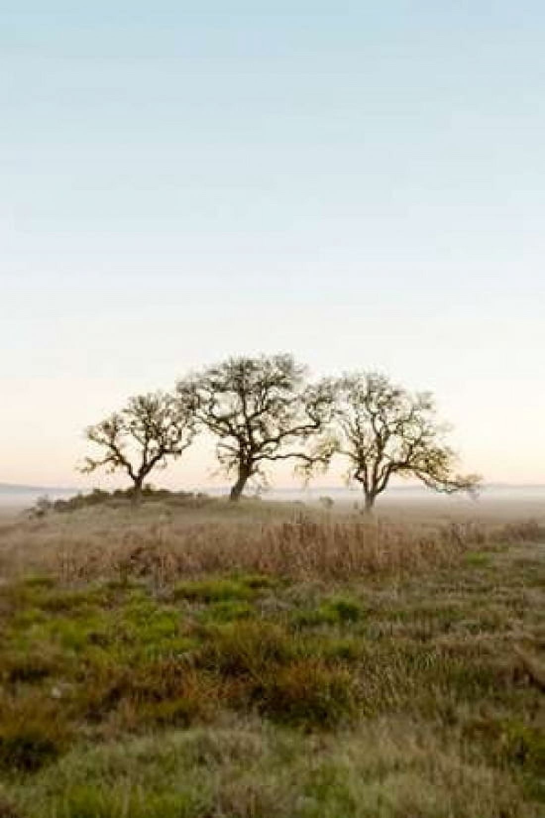Oak Tree - 34 Canvas Art - Alan Blaustein (24 x 36)