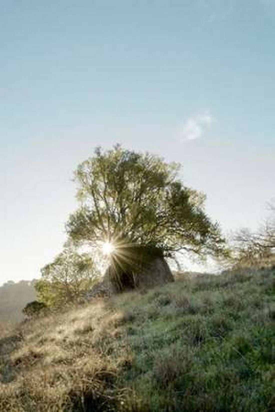 Oak Tree - 35 Canvas Art - Alan Blaustein (12 x 18)