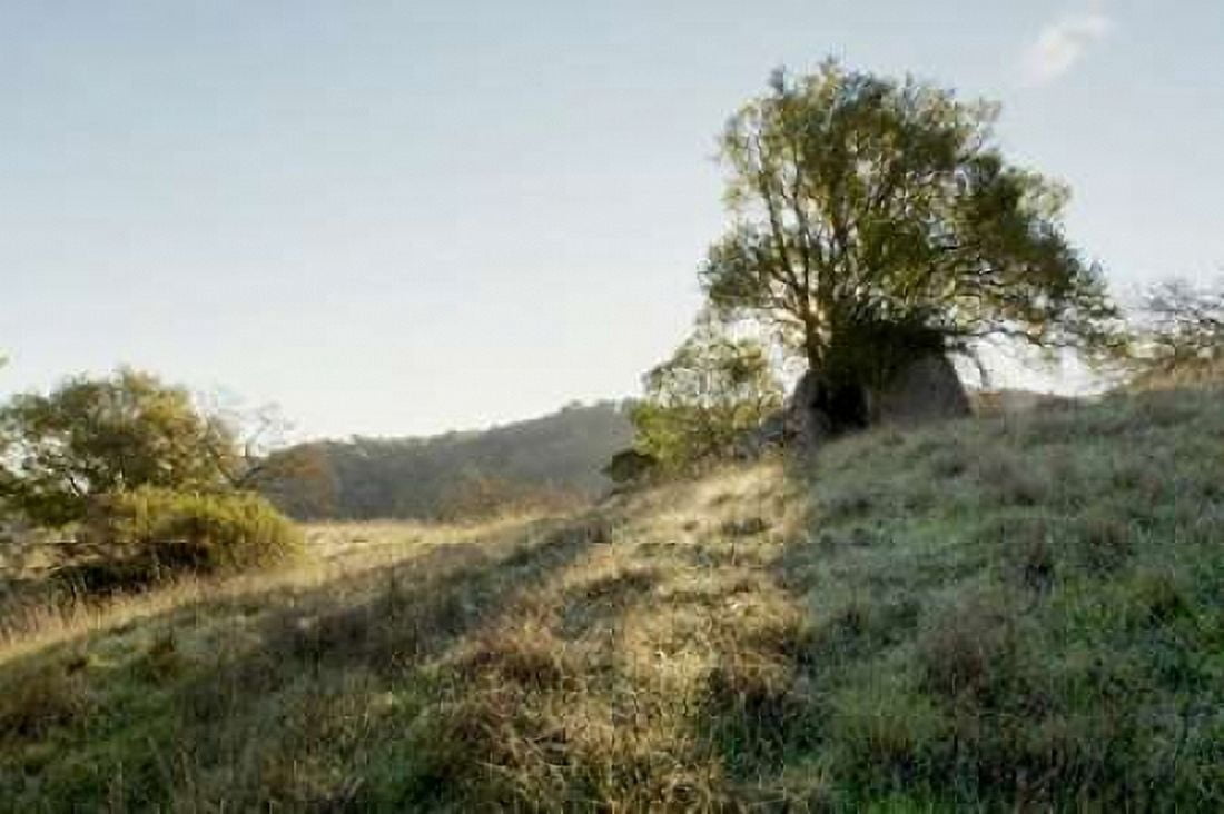 Oak Tree - 36 Canvas Art - Alan Blaustein (24 x 36)