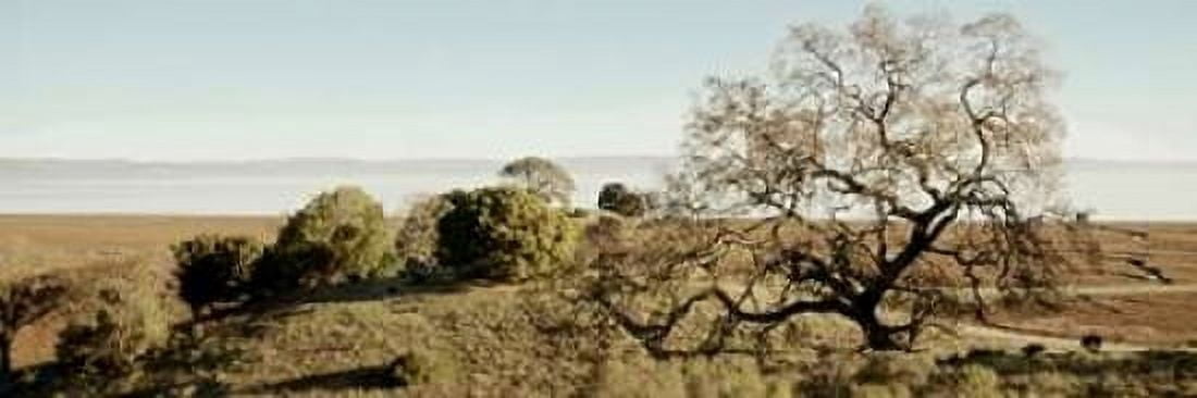 Oak Tree - 37 Canvas Art - Alan Blaustein (8 x 24)