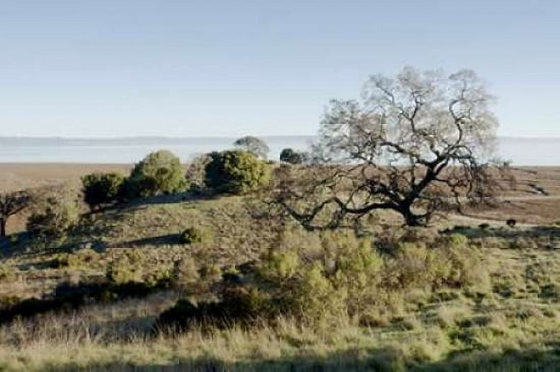 Oak Tree - 38 Canvas Art - Alan Blaustein (24 x 36)
