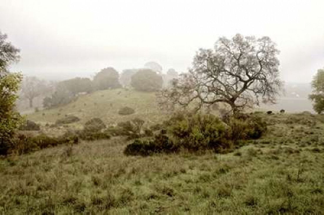 Oak Tree - 42 Canvas Art - Alan Blaustein (24 x 36)