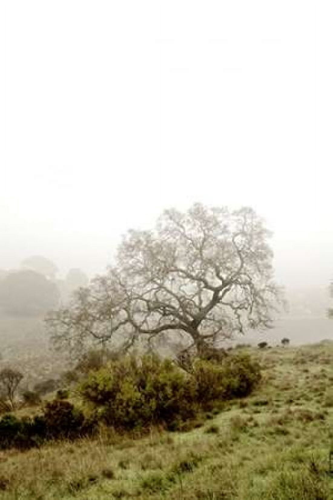 Oak Tree - 43 Canvas Art - Alan Blaustein (24 x 36)