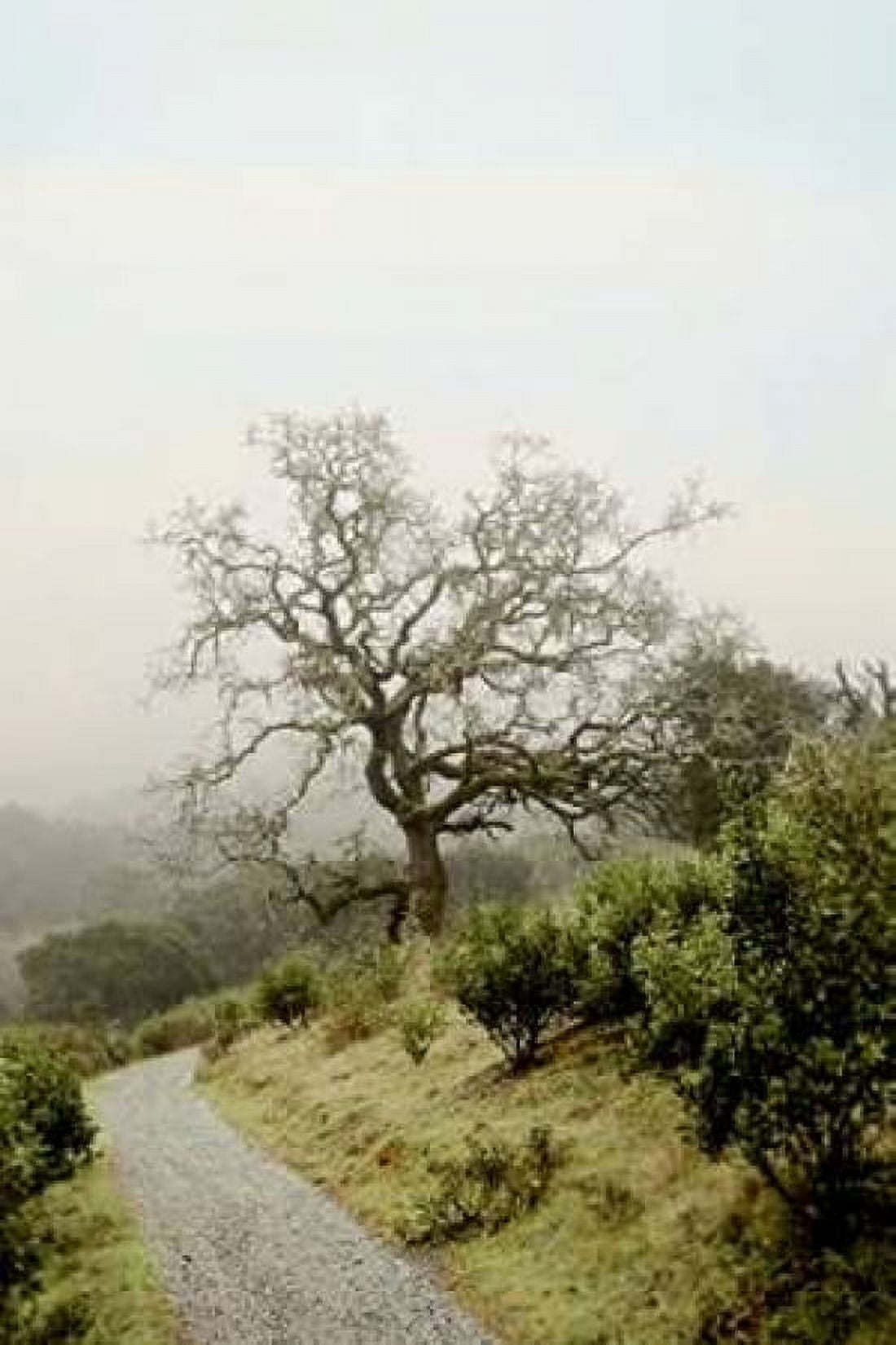 Oak Tree - 45 Canvas Art - Alan Blaustein (24 x 36)