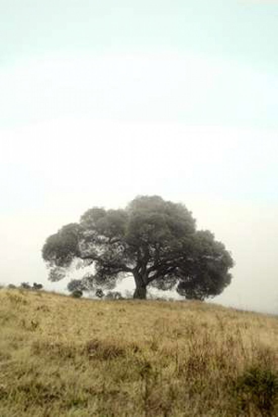Oak Tree - 52 Canvas Art - Alan Blaustein (24 x 36)