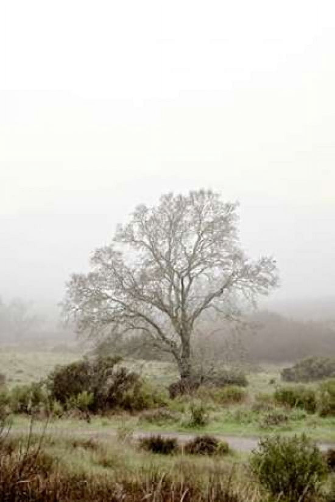 Oak Tree - 56 Canvas Art - Alan Blaustein (12 x 18)