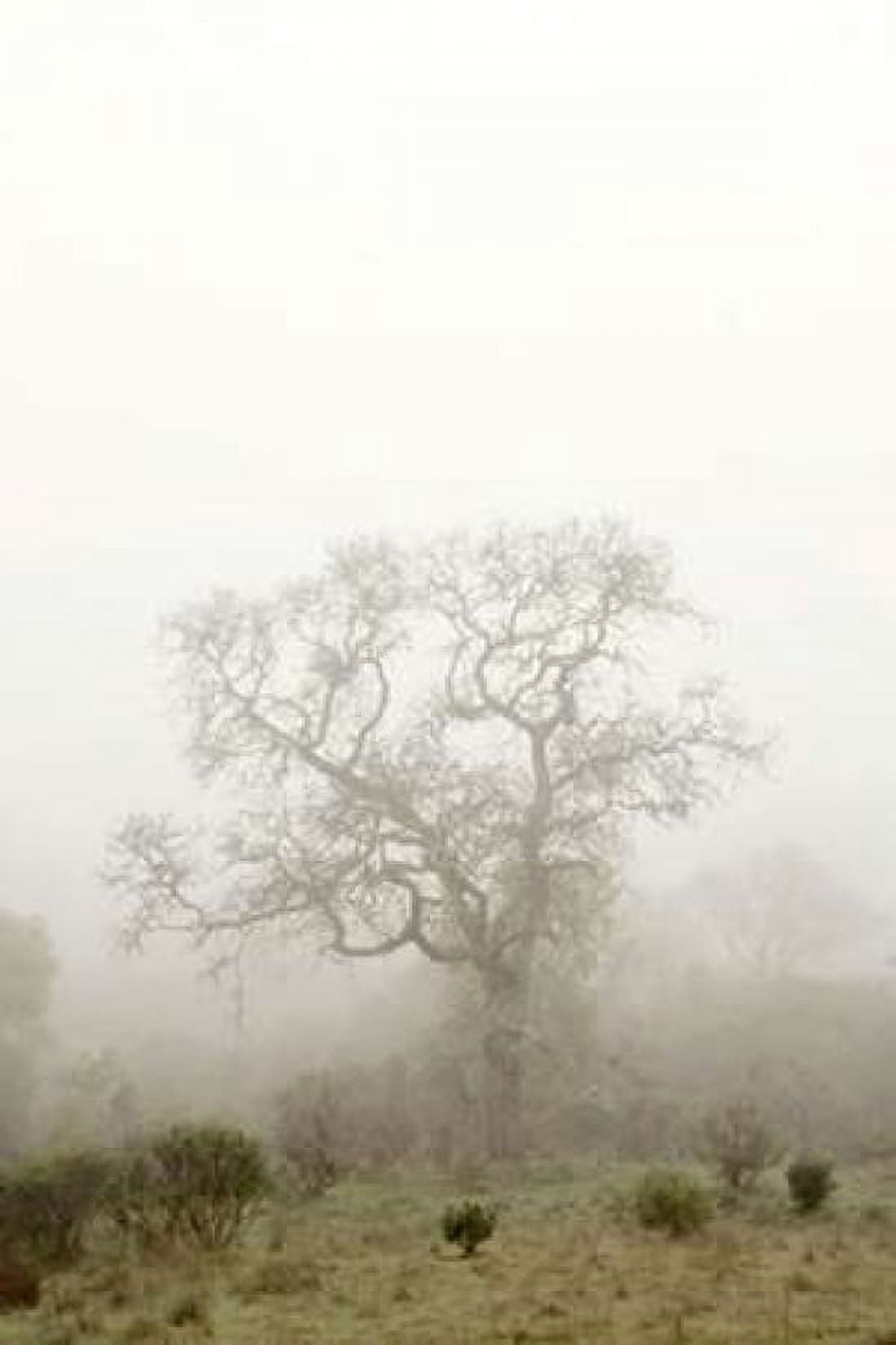 Oak Tree - 63 Canvas Art - Alan Blaustein (12 x 18)