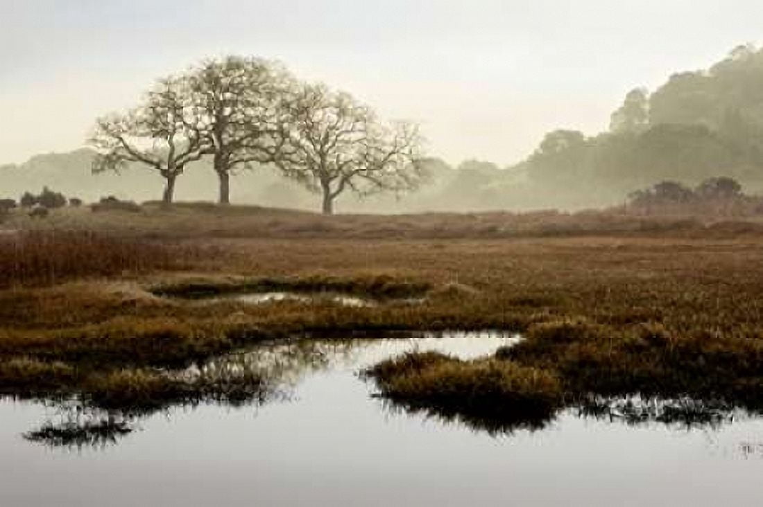 Oak Tree - 65 Canvas Art - Alan Blaustein (24 x 36)