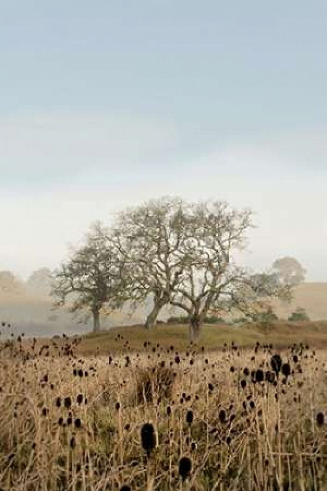 Oak Tree - 67 Canvas Art - Alan Blaustein (12 x 18)