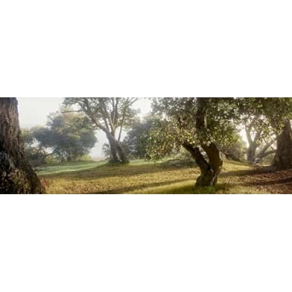 Oak Tree - 71 Poster Print by Alan Blaustein (12 x 36)