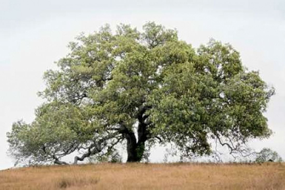 Oak Tree - 72 Canvas Art - Alan Blaustein (12 x 18)