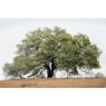 thumbnail image 1 of Oak Tree - 72 Poster Print by Alan Blaustein (24 x 36), 1 of 1