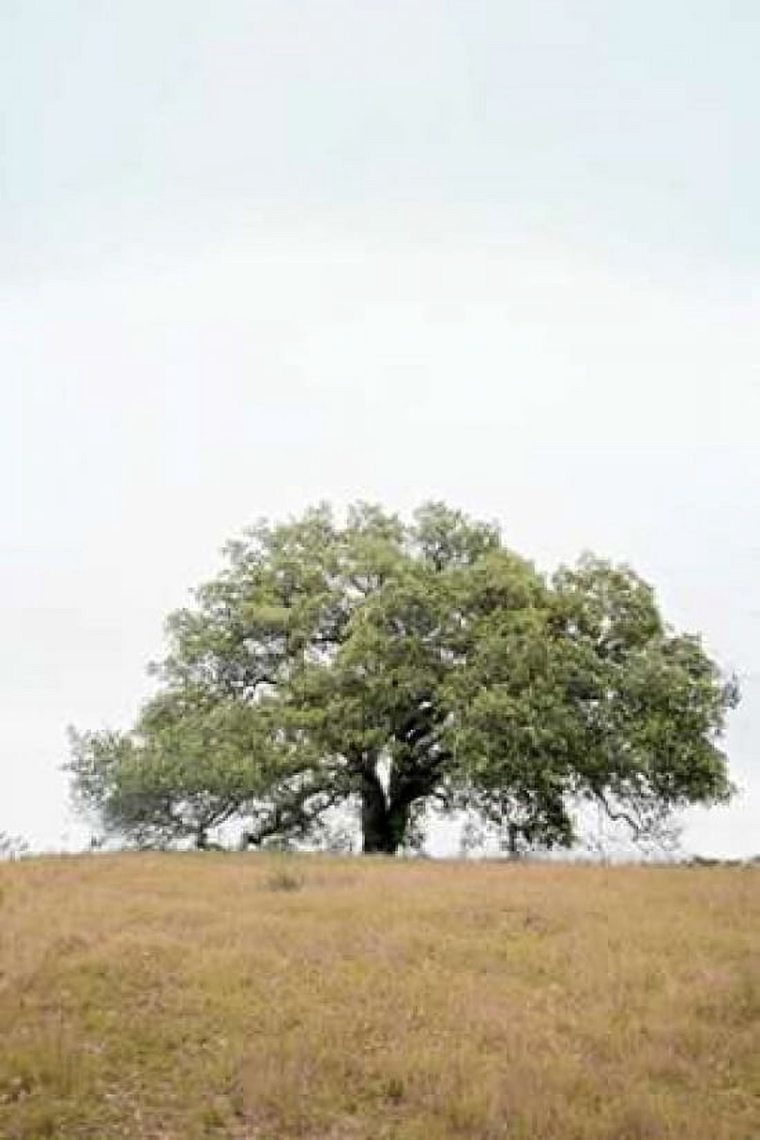 Oak Tree - 73 Canvas Art - Alan Blaustein (24 x 36)