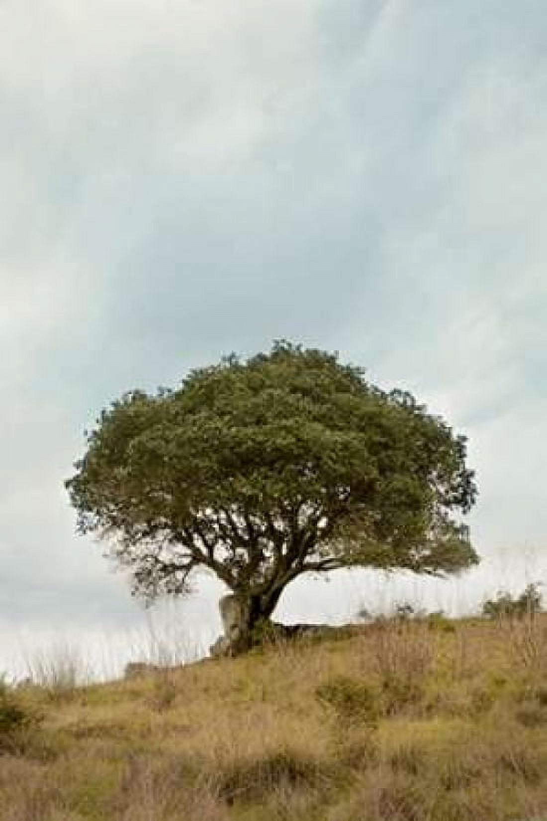 Oak Tree - 74 Canvas Art - Alan Blaustein (12 x 18)