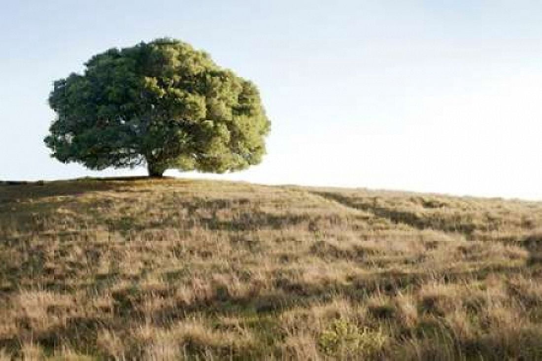 Oak Tree - 76 Canvas Art - Alan Blaustein (24 x 36)