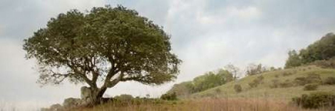 Oak Tree - 76 Canvas Art - Alan Blaustein (8 x 24)
