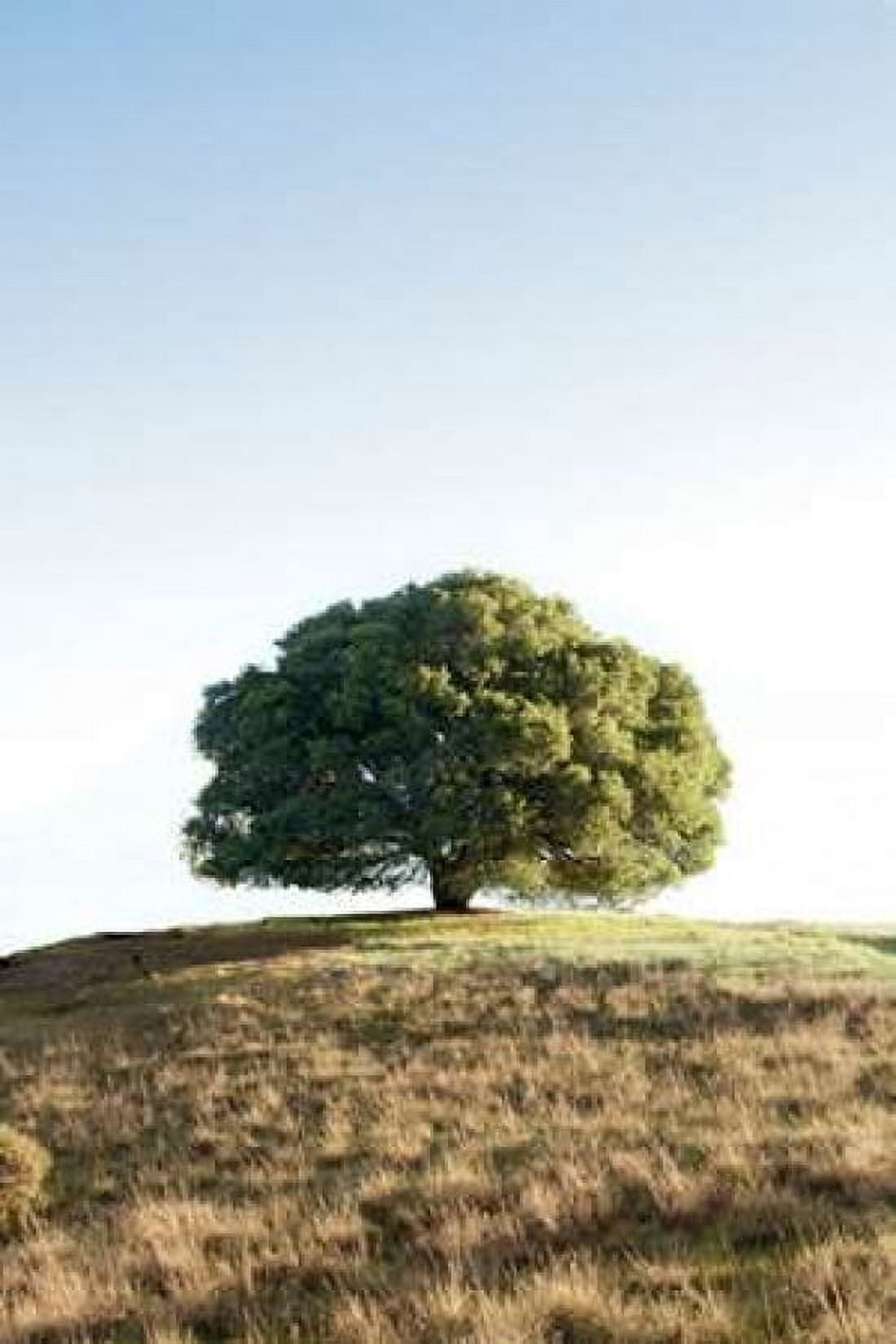 Oak Tree - 77 Canvas Art - Alan Blaustein (12 x 18)