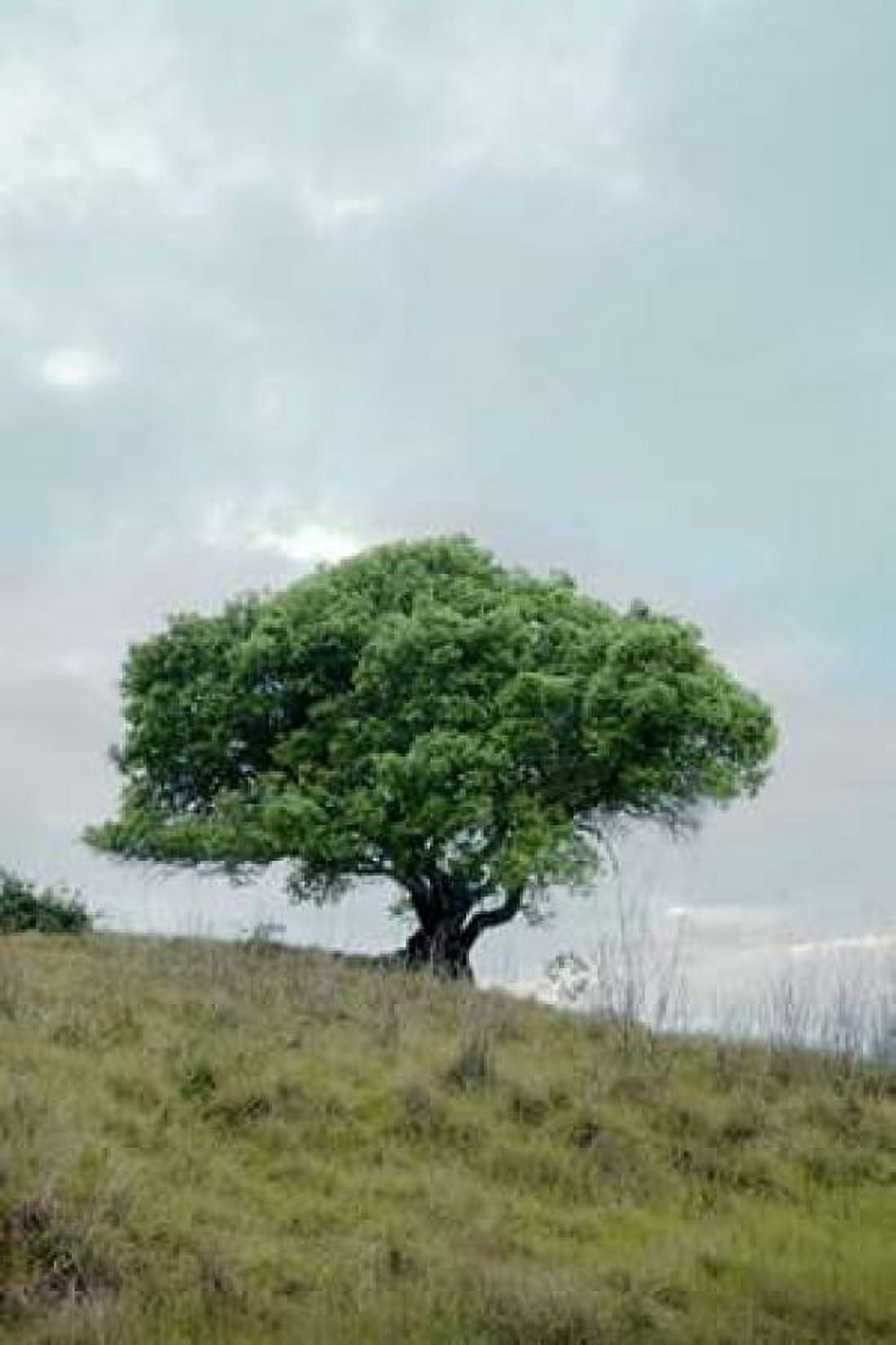Oak Tree - 80 Canvas Art - Alan Blaustein (12 x 18)