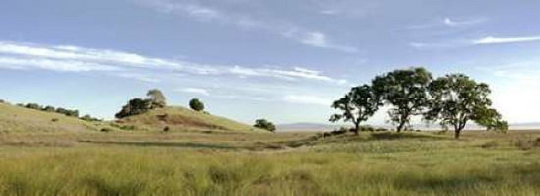 Oak Tree - 82 Canvas Art - Alan Blaustein (10 x 20)